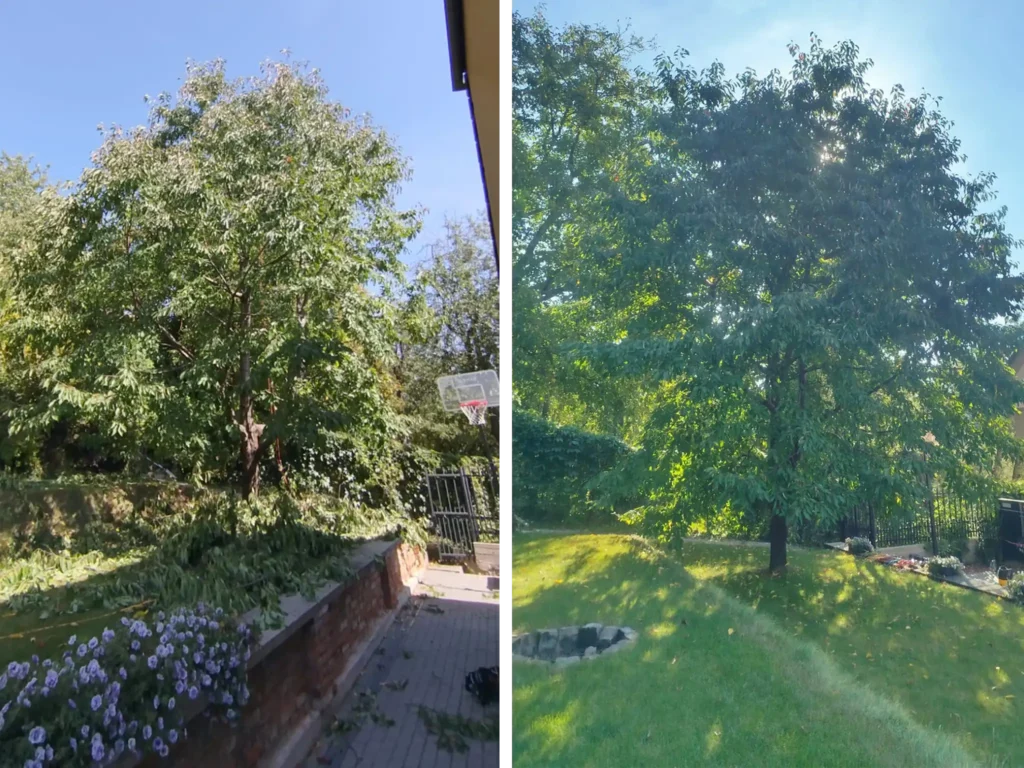 Ořez třešně Uherský Brod